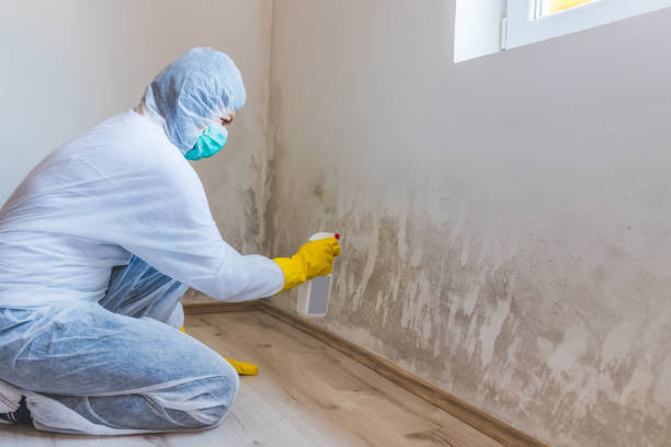 Licensed Commercial Mold Remediation service in Wye Mills, MD - WQB Mold Removal
